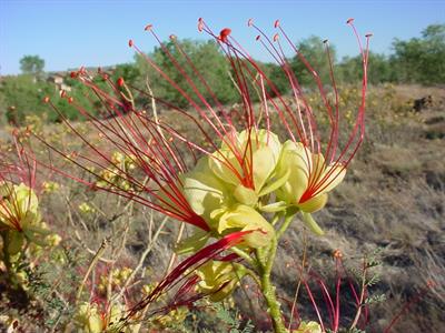 Caesalpina gilliesii